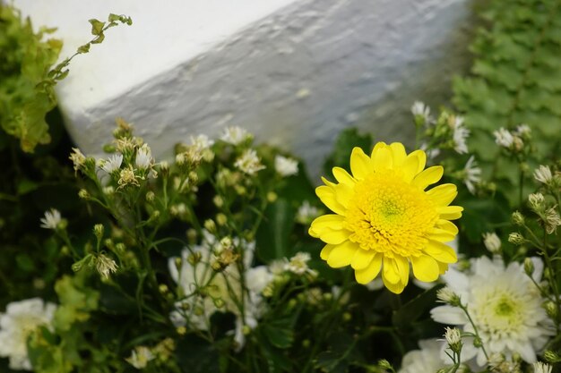 Foto close-up van een gele bloeiende plant