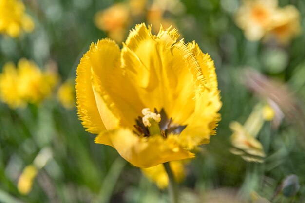 Close-up van een gele bloeiende plant