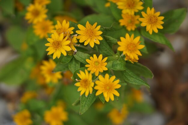 Close-up van een gele bloeiende plant