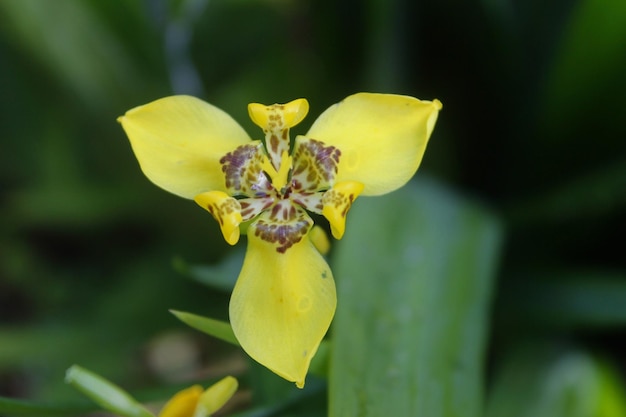 Foto close-up van een gele bloeiende plant