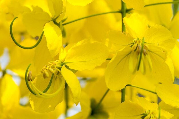 Foto close-up van een gele bloeiende plant