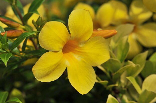 Close-up van een gele bloeiende plant