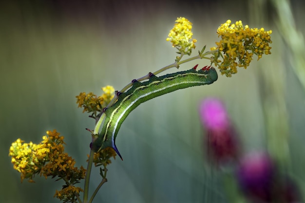 Close-up van een gele bloeiende plant