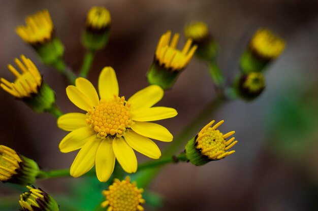 Foto close-up van een gele bloeiende plant