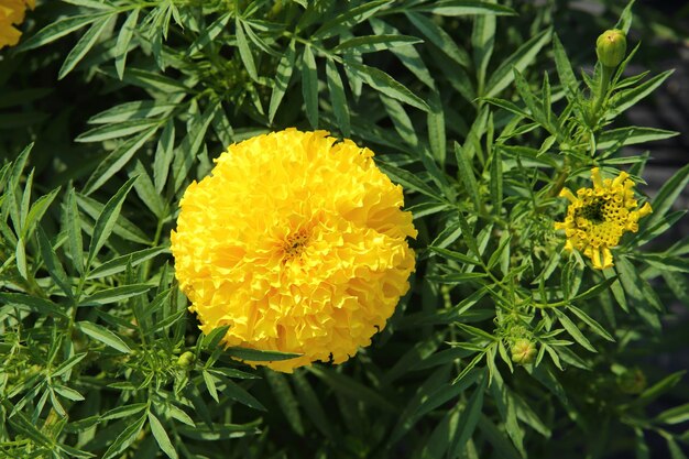 Foto close-up van een gele bloeiende plant