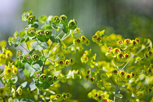 Foto close-up van een gele bloeiende plant