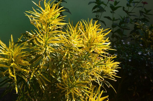 Foto close-up van een gele bloeiende plant