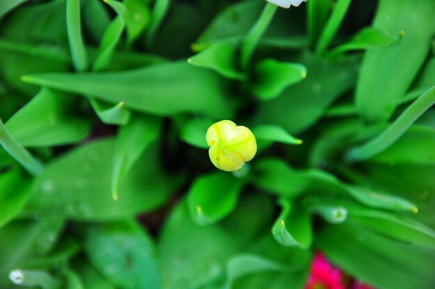 Foto close-up van een gele bloeiende plant