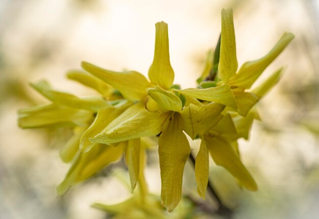 Foto close-up van een gele bloeiende plant