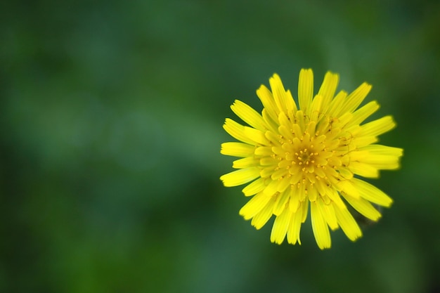 Close-up van een gele bloem die bloeit in een park