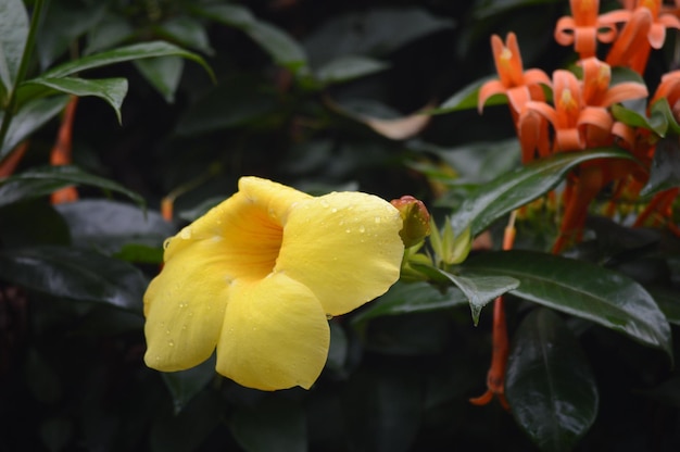 Close-up van een gele bloem die buiten bloeit