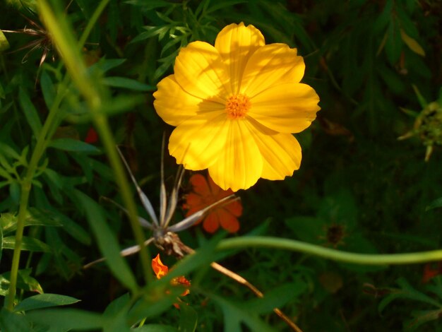 Foto close-up van een gele bloem die buiten bloeit