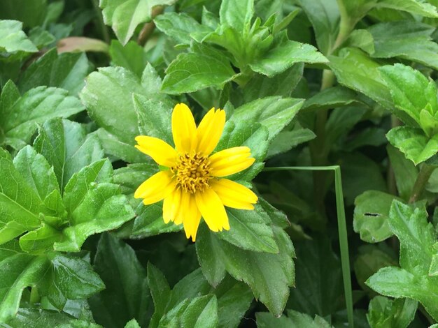 Foto close-up van een gele bloem die buiten bloeit