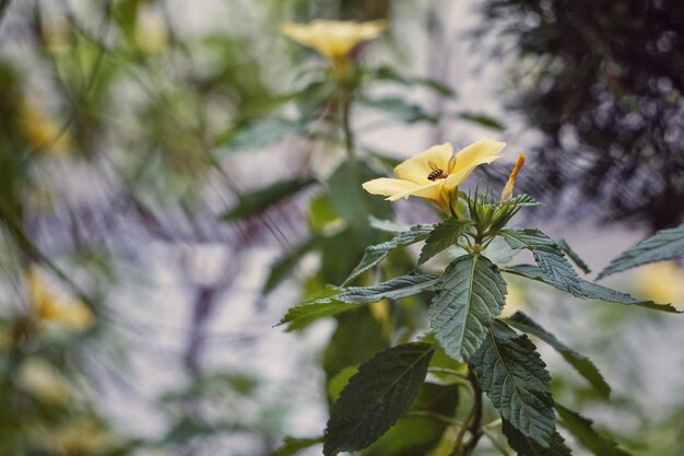 Foto close-up van een gele bloem die buiten bloeit