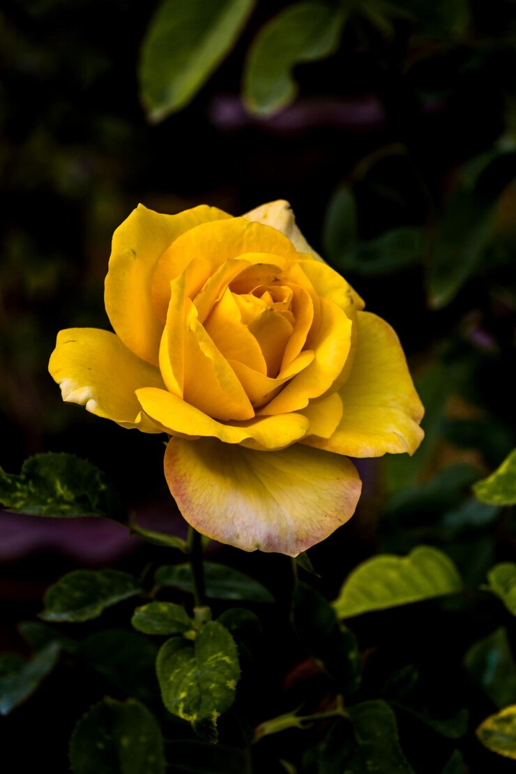Foto close-up van een gele bloem die buiten bloeit