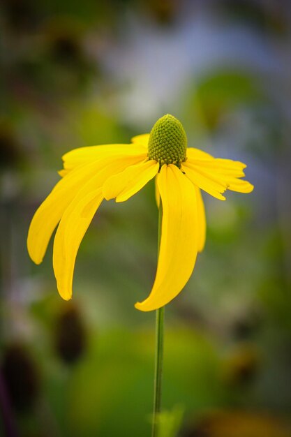 Foto close-up van een gele bloem die buiten bloeit