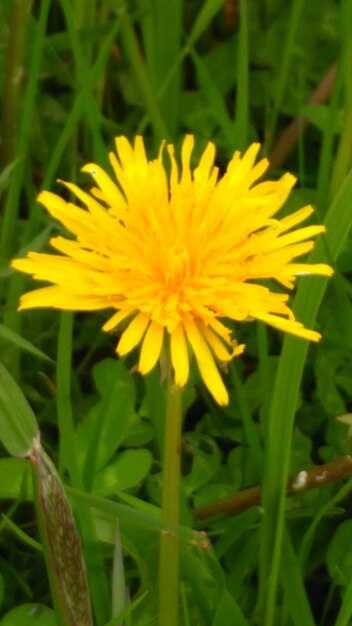 Foto close-up van een gele bloem die buiten bloeit