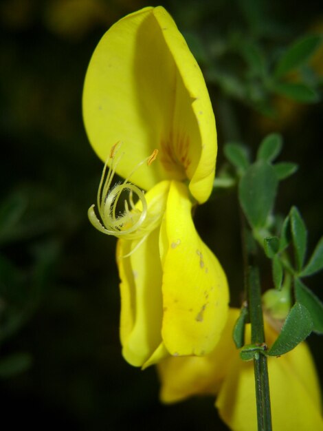 Close-up van een gele bloem die buiten bloeit