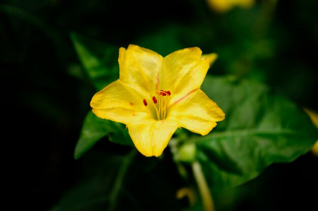 Close-up van een gele bloem die buiten bloeit