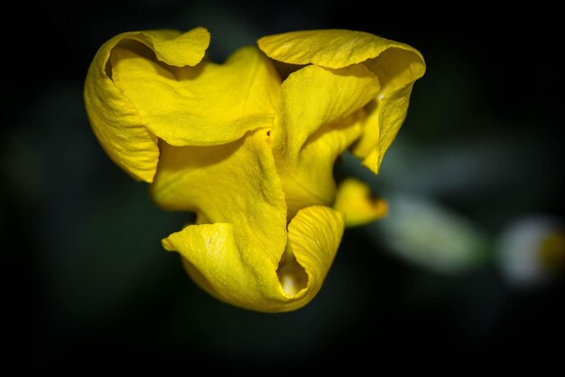 Foto close-up van een gele bloem die buiten groeit