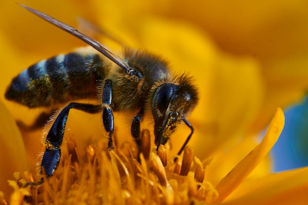 Close-up van een gele bloem die door bijen wordt bestuifd