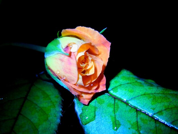 Foto close-up van een gele bloem op een zwarte achtergrond