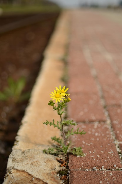 Foto close-up van een gele bloem op het veld