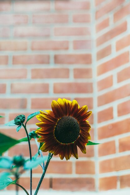 Foto close-up van een gele bloem tegen de muur