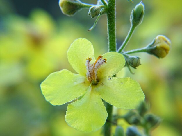 Foto close-up van een gele bloem tegen een wazige achtergrond