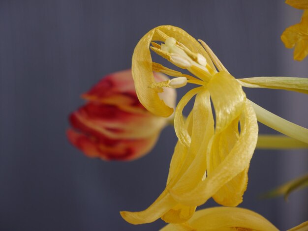 Foto close-up van een gele bloem tegen een wazige achtergrond