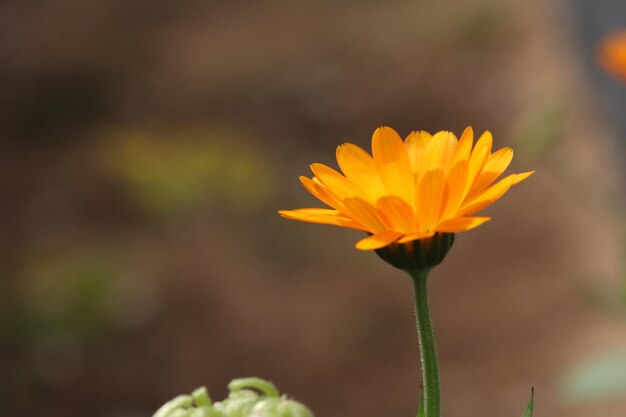 Foto close-up van een gele bloem tegen een wazige achtergrond