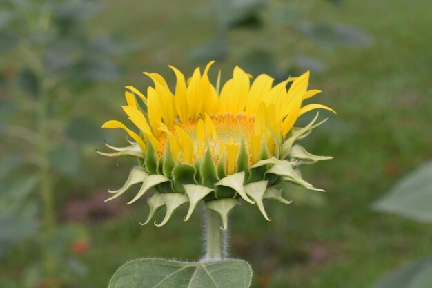 Foto close-up van een gele bloem tegen een wazige achtergrond