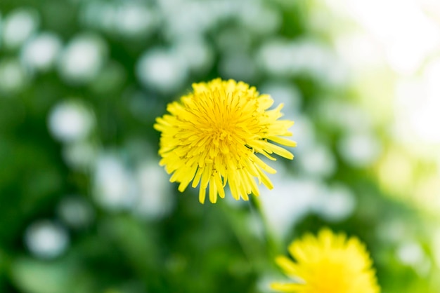 Close-up van een gele bloem tegen een wazige achtergrond