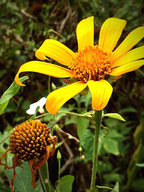 Close-up van een gele bloem