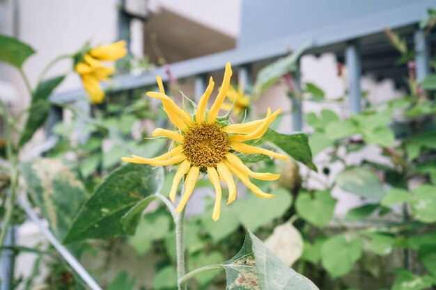 Foto close-up van een gele bloem