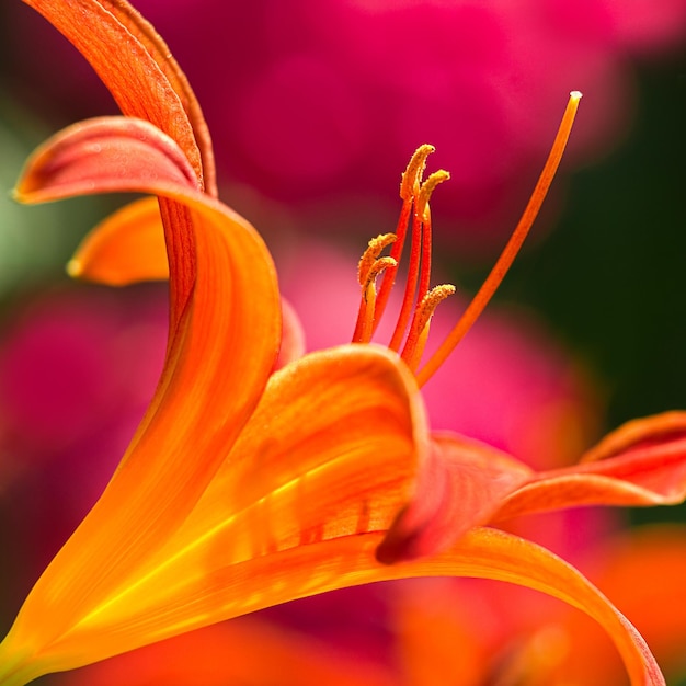 Close-up van een gele bloem