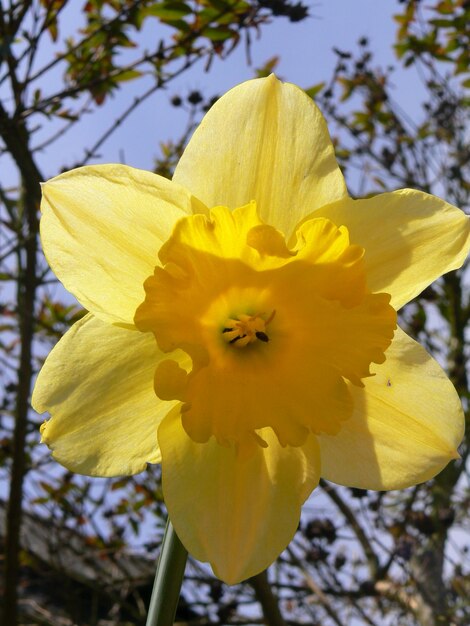 Foto close-up van een gele bloem