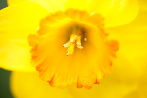 Close-up van een gele bloem