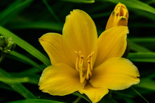 Foto close-up van een gele bloem