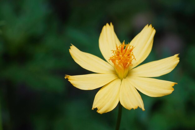 Foto close-up van een gele bloem