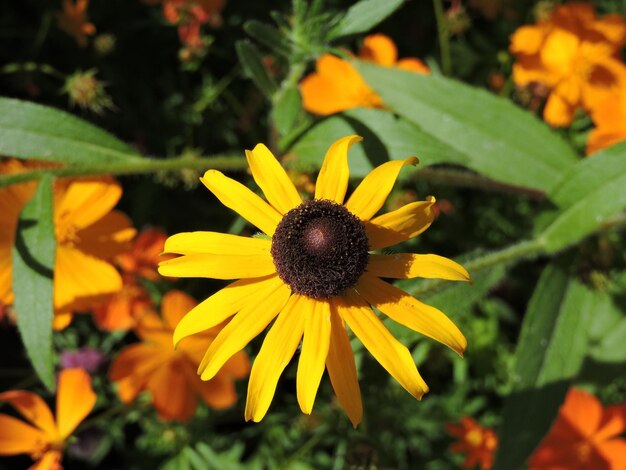 Close-up van een gele bloem