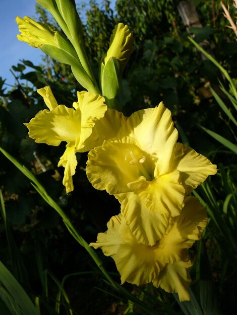 Foto close-up van een gele bloem