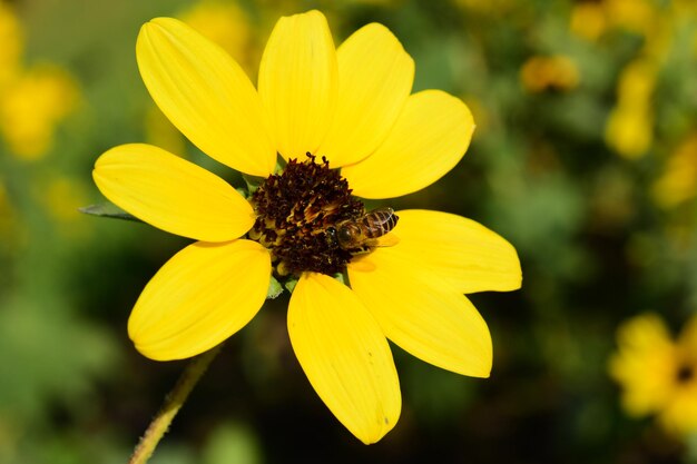 Foto close-up van een gele bloem