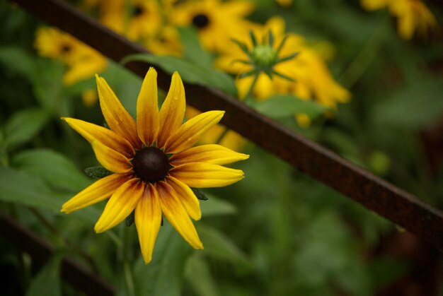 Foto close-up van een gele bloem