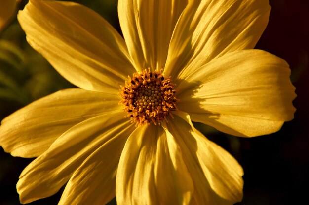 Foto close-up van een gele bloem