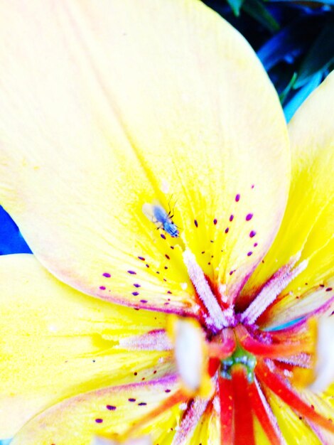 Foto close-up van een gele bloem