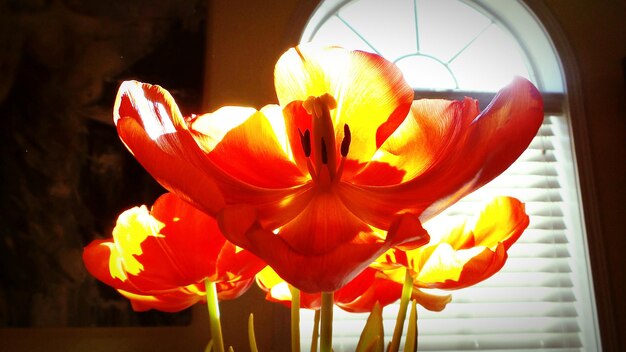 Close-up van een gele bloem