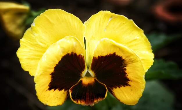 Foto close-up van een gele bloem