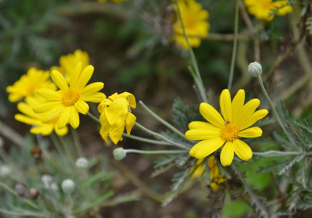 Foto close-up van een gele bloem