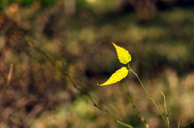 Close-up van een gele bloem